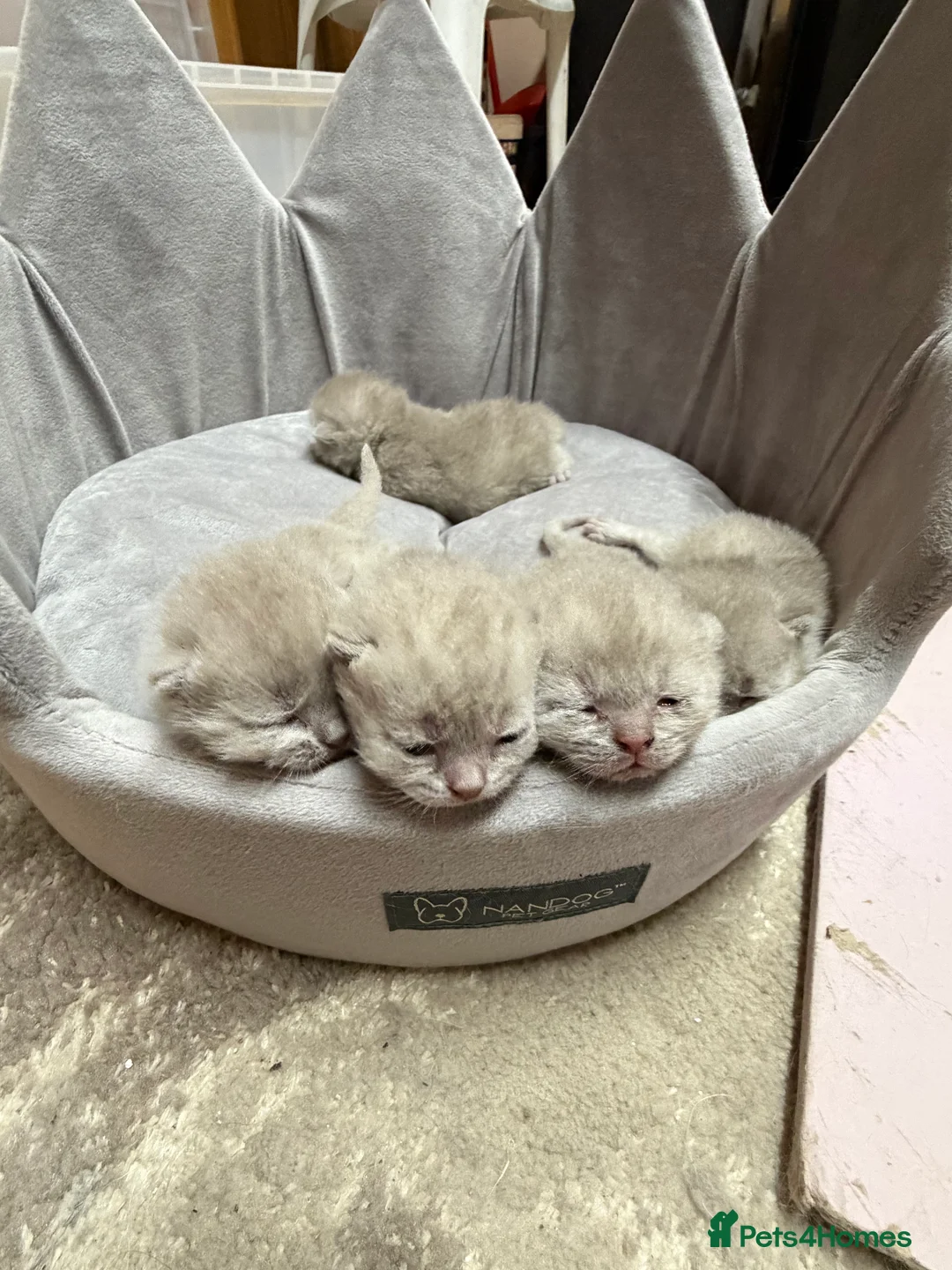 British Shorthair cats for sale: High-Quality British Shorthair Kittens - Advert 2