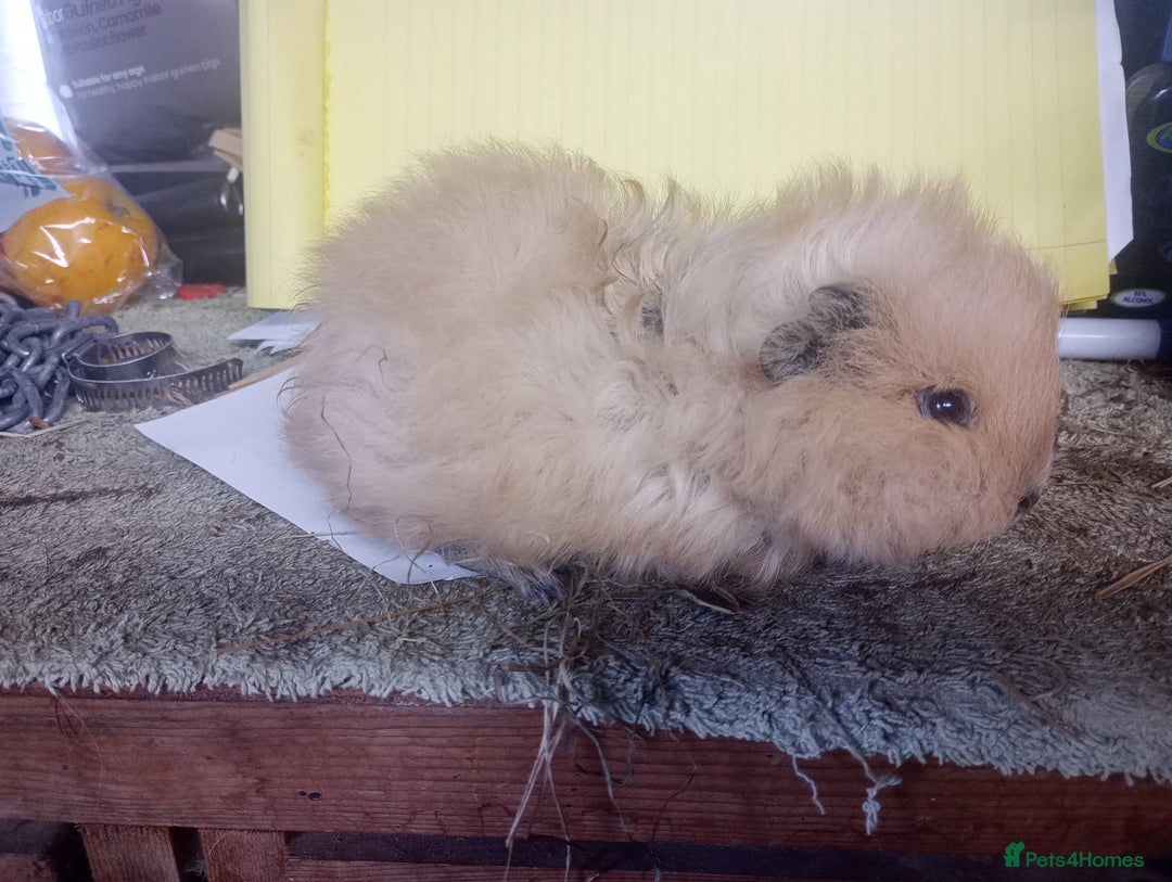 Guinea Pig rodents for sale: Swiss Guinea Pig baby boars - Image 1
