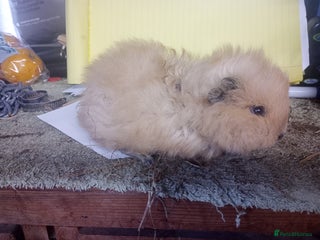 Guinea Pig rodents - Advert 18