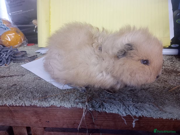 Guinea Pig rodents - Advert 6