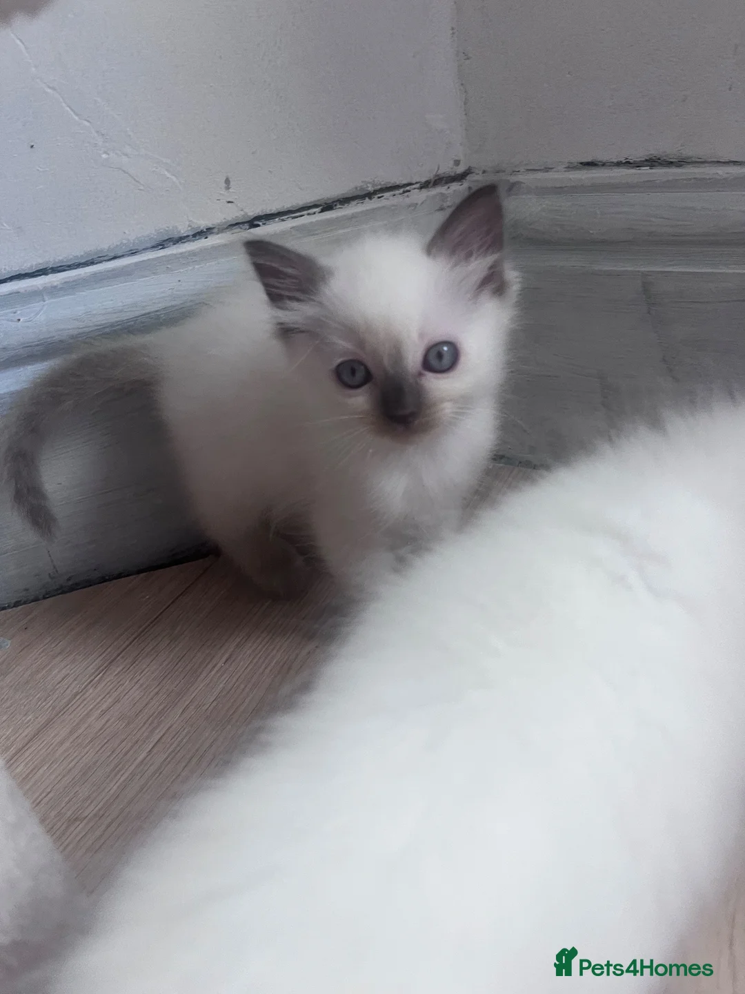 Ragdoll cats for sale: Kittens ready for the forever home . - Advert 11