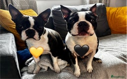 Boston Terrier dogs for sale: Beautiful Boston Terrier Puppies  - Image 5