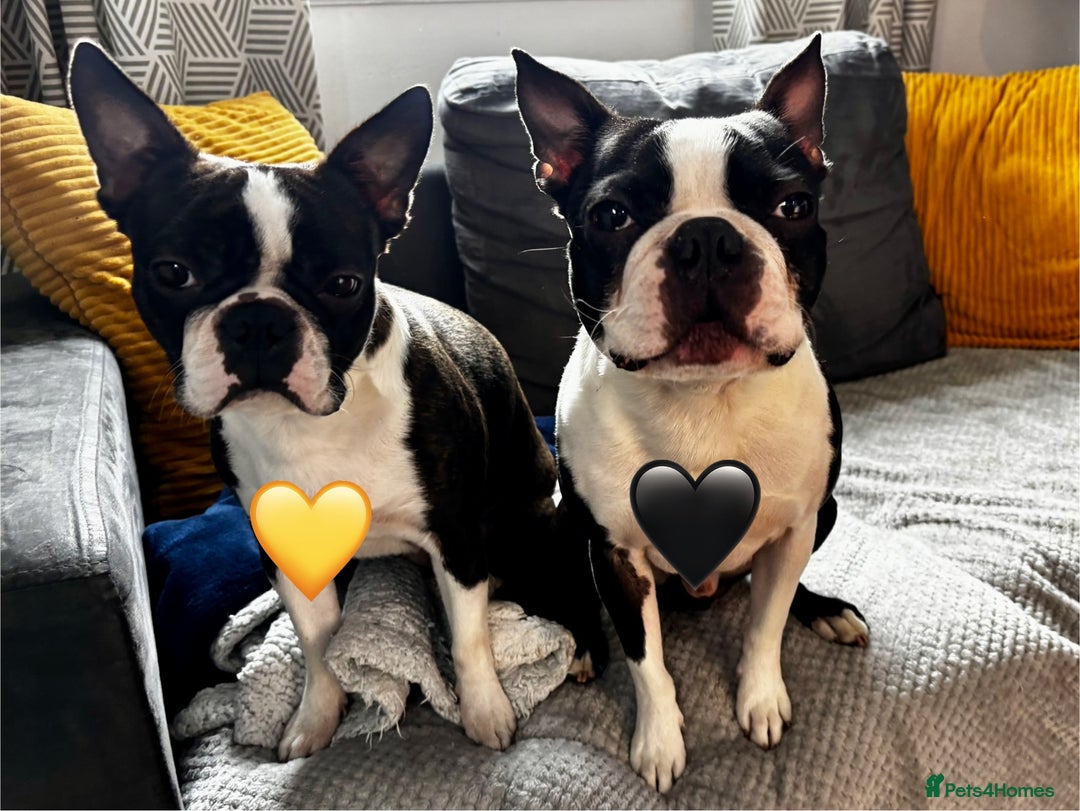Boston Terrier dogs for sale: Beautiful Boston Terrier Puppies  - Image 5