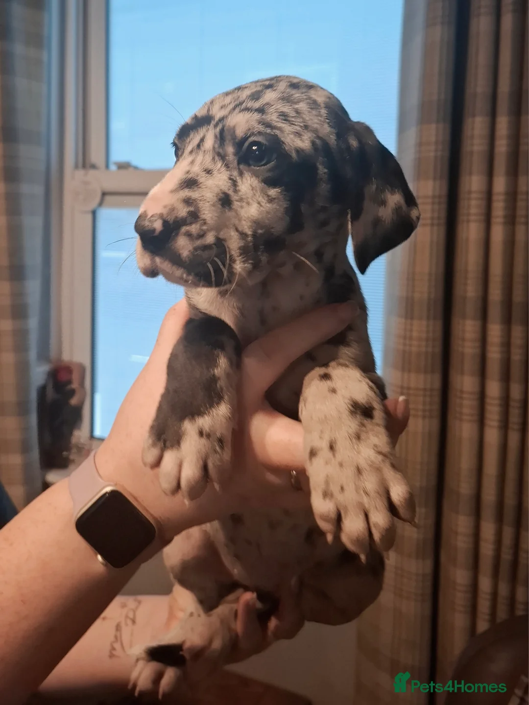 Great Dane dogs for sale: Great Dane puppies K.C Registered  - Advert 15