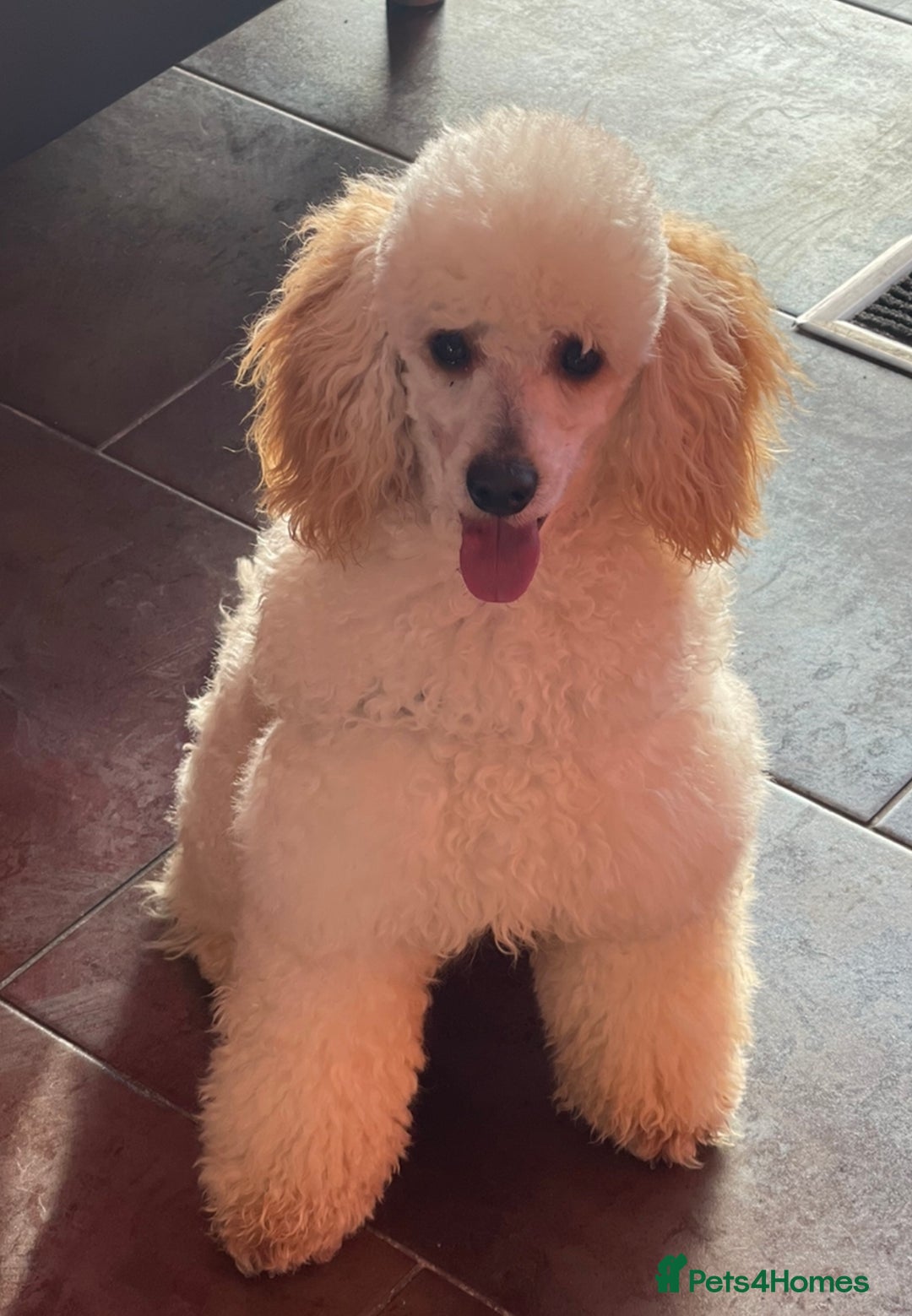 Miniature Poodle dogs for stud: HEALTH TESTED Kc Registered Miniature Poodle STUD in Doncaster - Image 12