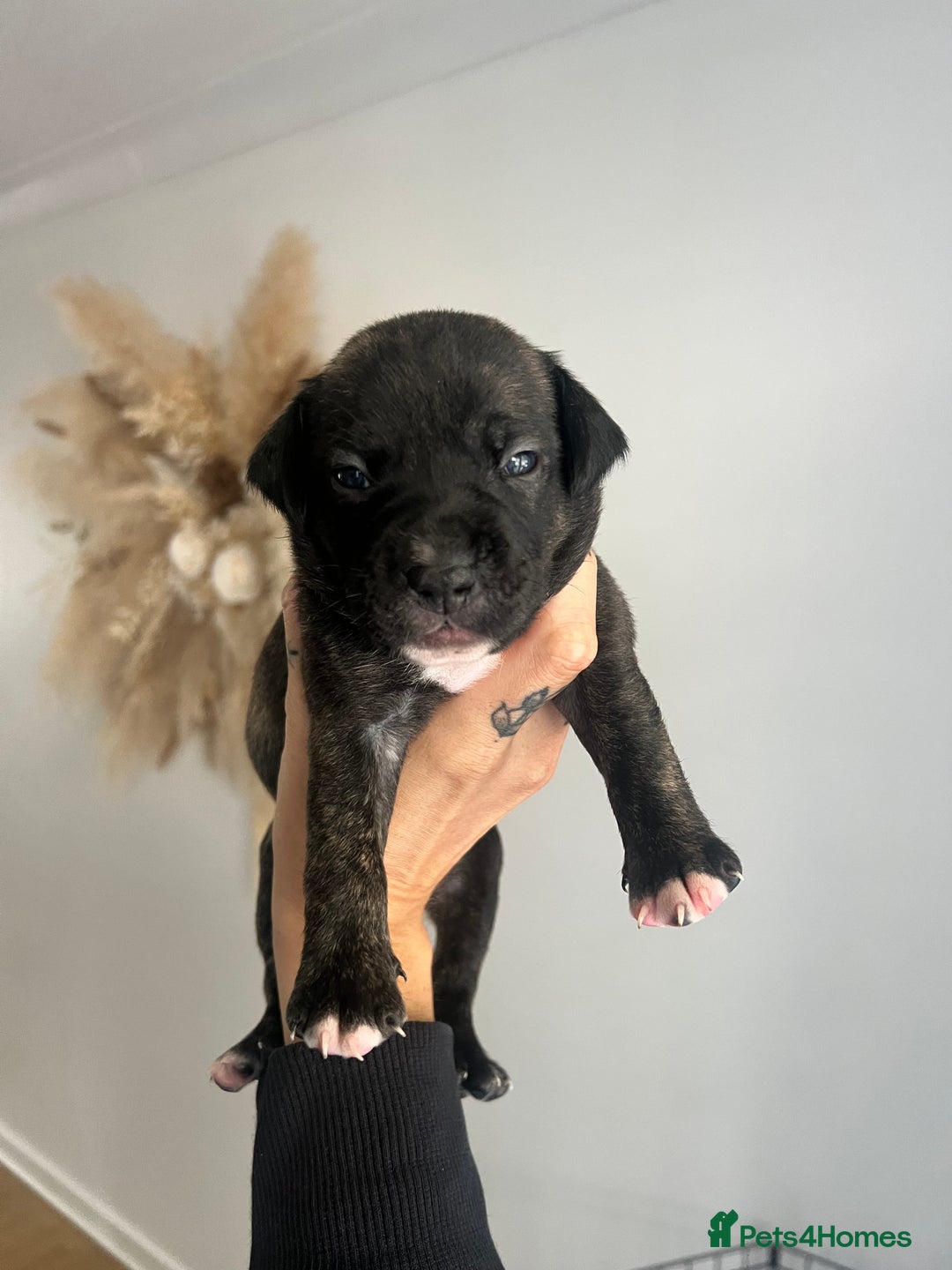 Mixed Breed dogs for sale: 🏡 Staff x American Bulldog Puppies  - Image 26