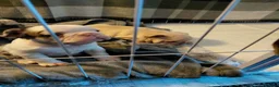 French Bulldog dogs for sale: Female french bulldog - Advert 9