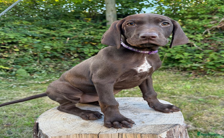 German Shorthaired Pointer dogs - Advert 2