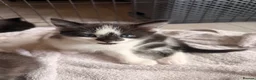 Ragdoll cats for sale: Ragdoll X Bombay - Advert 2