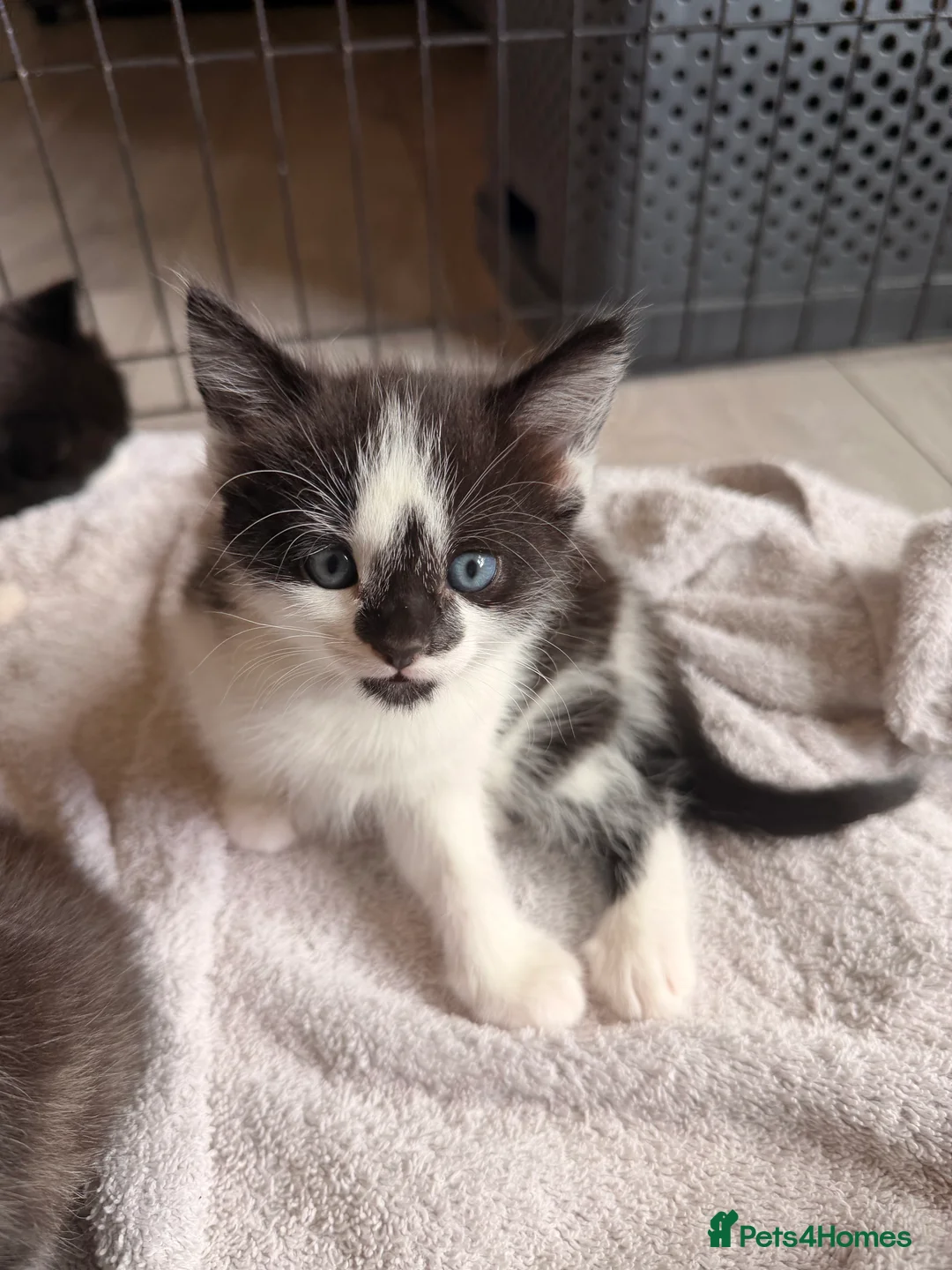 Ragdoll cats for sale: Ragdoll X Bombay - Advert 2