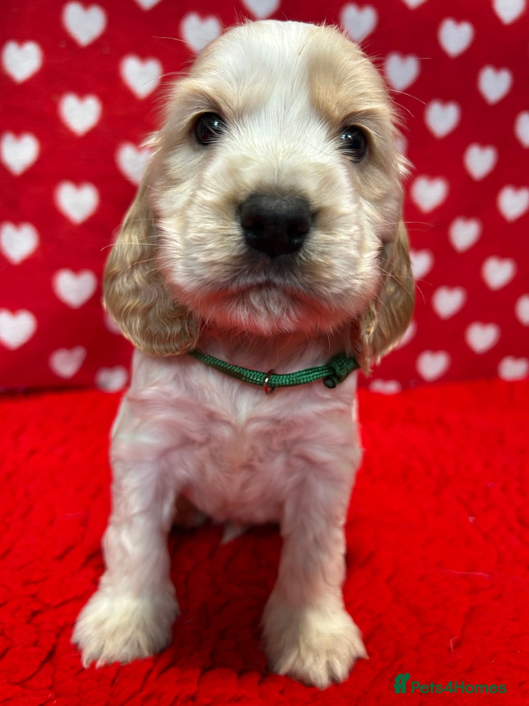 Cocker Spaniel dogs for sale: KC Registered show type cocker spaniel puppies.  - Advert 14