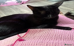 Domestic Shorthair cats for sale: Kittens ready for forever homes  - Image 5