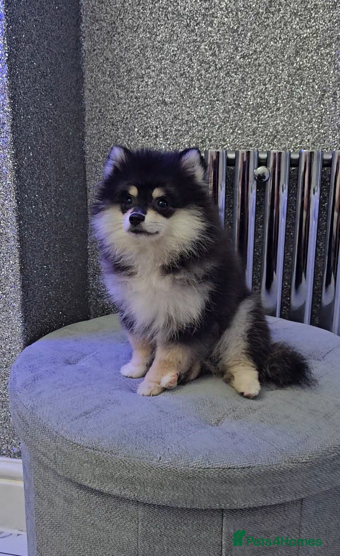 Pomsky dogs for sale: Pomsky puppies very small toy size F3  - Image 1