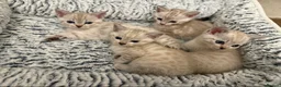 Bengal cats for sale: Snow/Leopard Bengal Kittens - Advert 11
