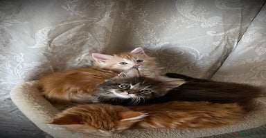 Maine Coon cats - Advert 10