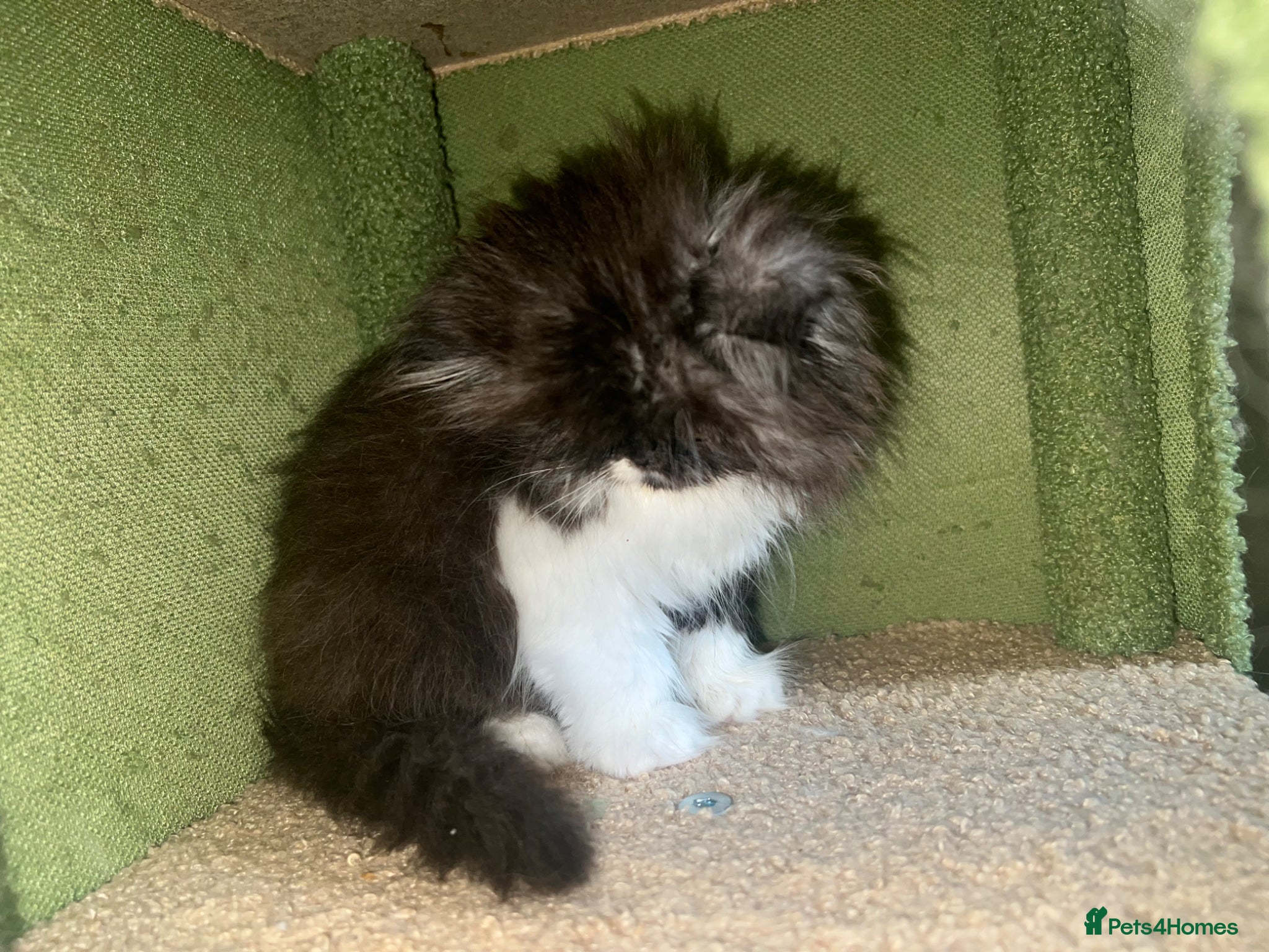 Persian cats for sale: Betty looking for new home - Advert 5