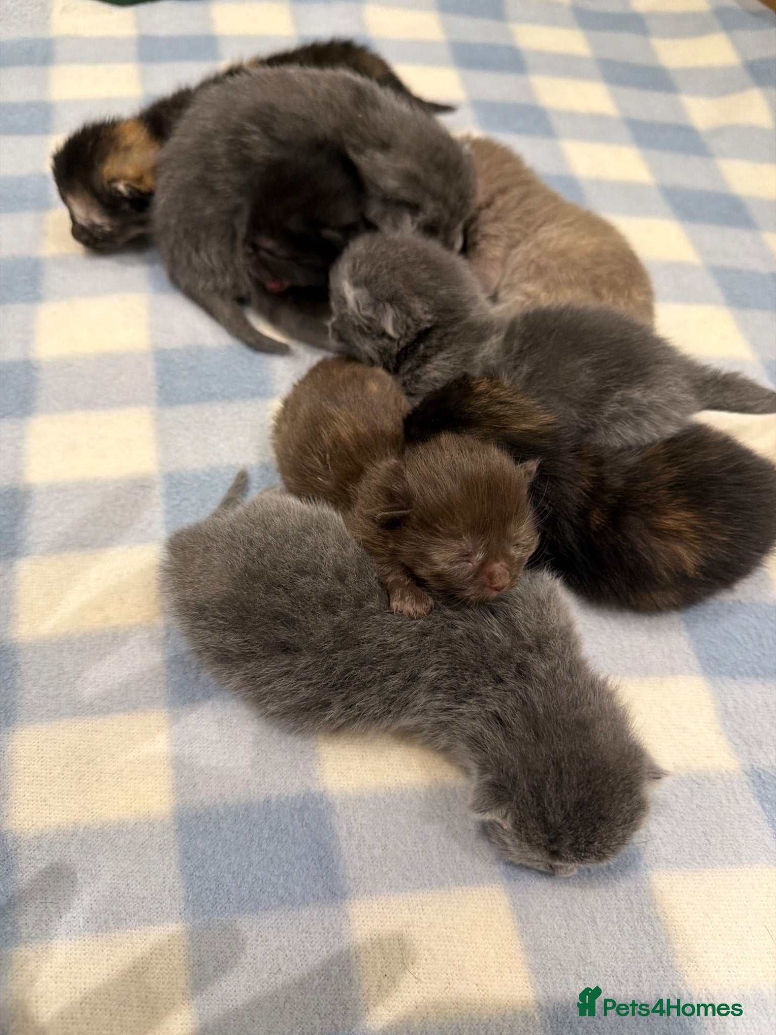 Munchkin cats stunning munchkins in rare colors  - Advert 4