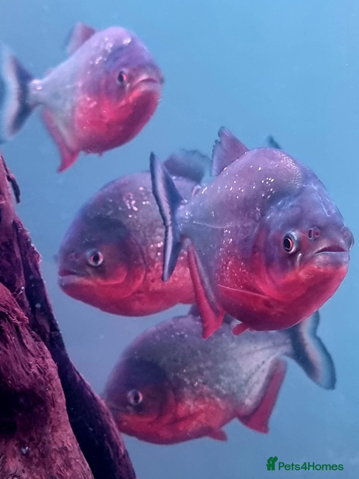 Piranhas fish 7 x red bellies piranhas - Advert 1