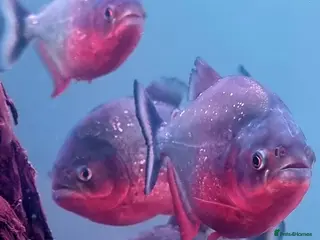 Piranhas fish 7 x red bellies piranhas - Advert 3