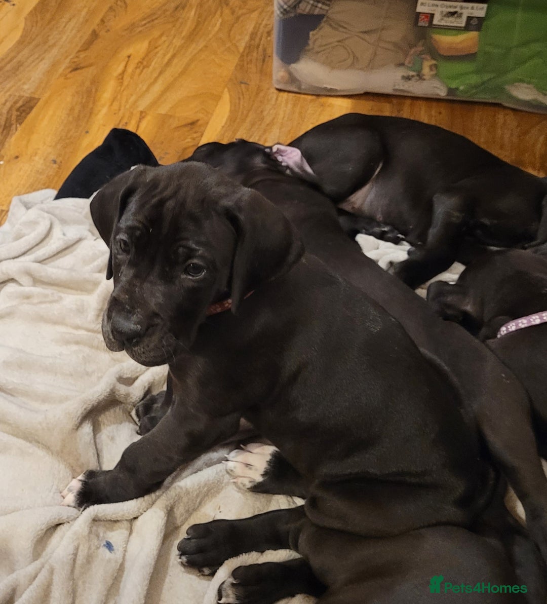 Great Dane dogs for sale: Only 2 beautiful Great Dane girls left. Ready now - Advert 26