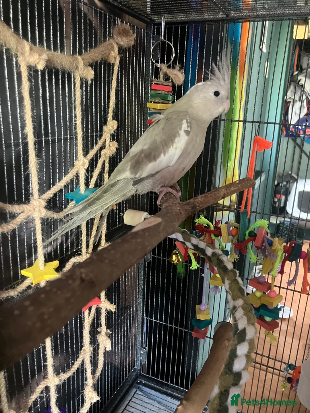 Cockatiels birds for sale: 8 month old female cinnamon pied cockatiel - Advert 2