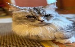 Maine Coon cats for sale: Ciri  - Image 5