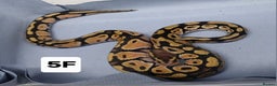 Python Snake reptiles for sale: Hatchling Royal Python's Females - Advert 11