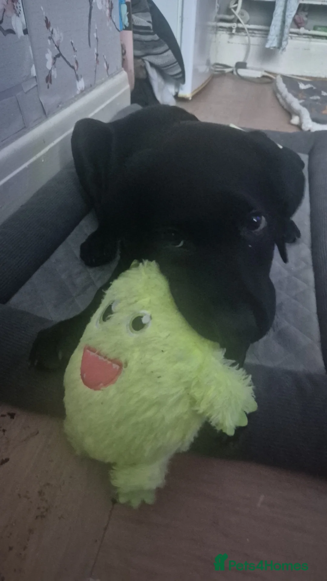 Labrador Retriever dogs for sale: Milo 5 Month Old Black Labrador - Advert 2