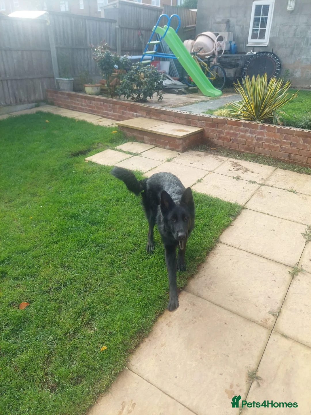 German Shepherd dogs for sale: German Shepherd  - Advert 1