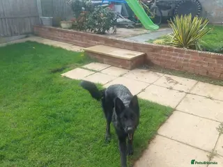 German Shepherd dogs German Shepherd - Advert 1