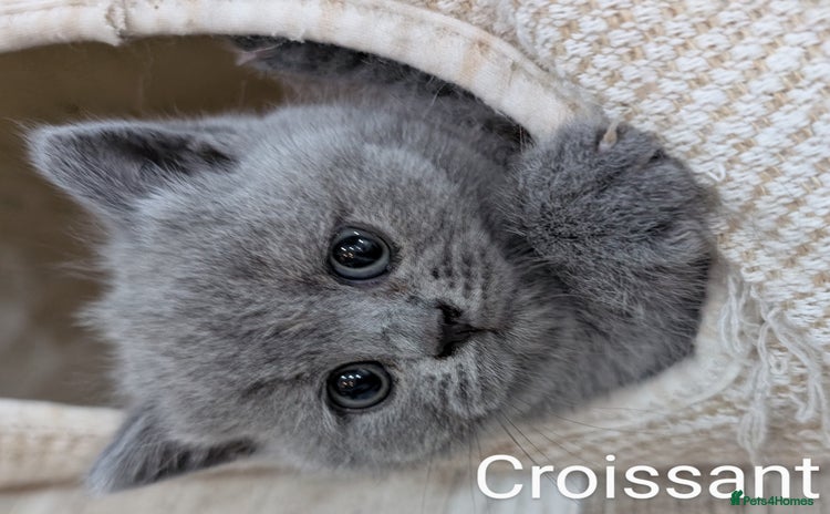 British Shorthair cats - Advert 3