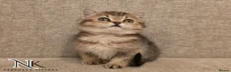 British Shorthair cats for sale: GCCF British Shorthair Babies Ready Soon 🐱 - Advert 13