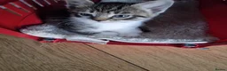 Mixed Breed cats for sale: 4 gorgeous kitten looking for their forever home - Advert 25