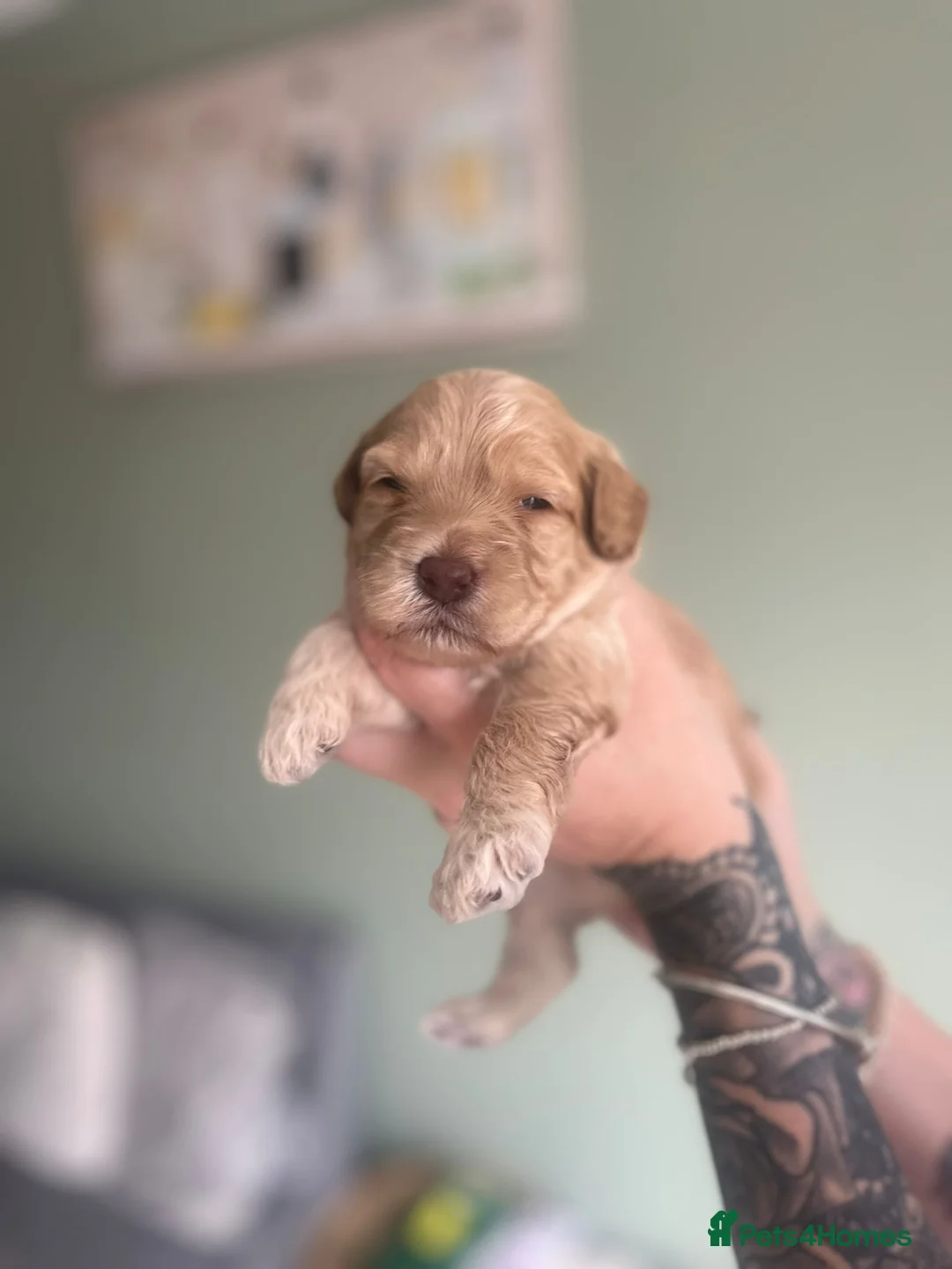 Cockapoo dogs for sale: Puppies for sale in Shildon - Advert 13
