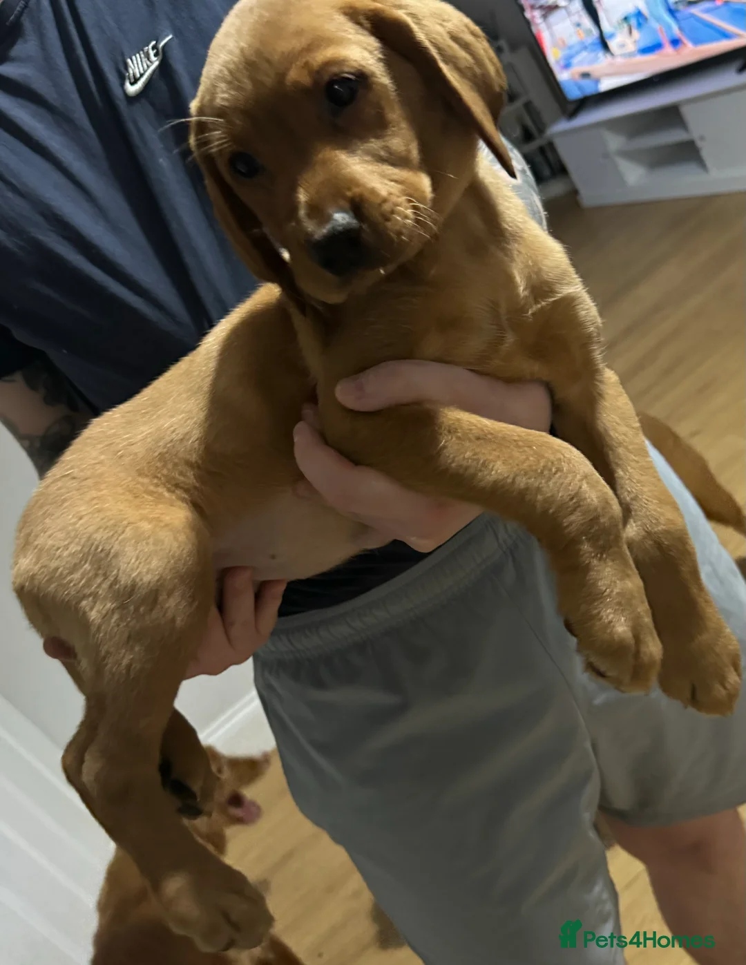 Labrador Retriever dogs for sale: Labrador Puppies (FOX RED) Last PUP Girl - Advert 3