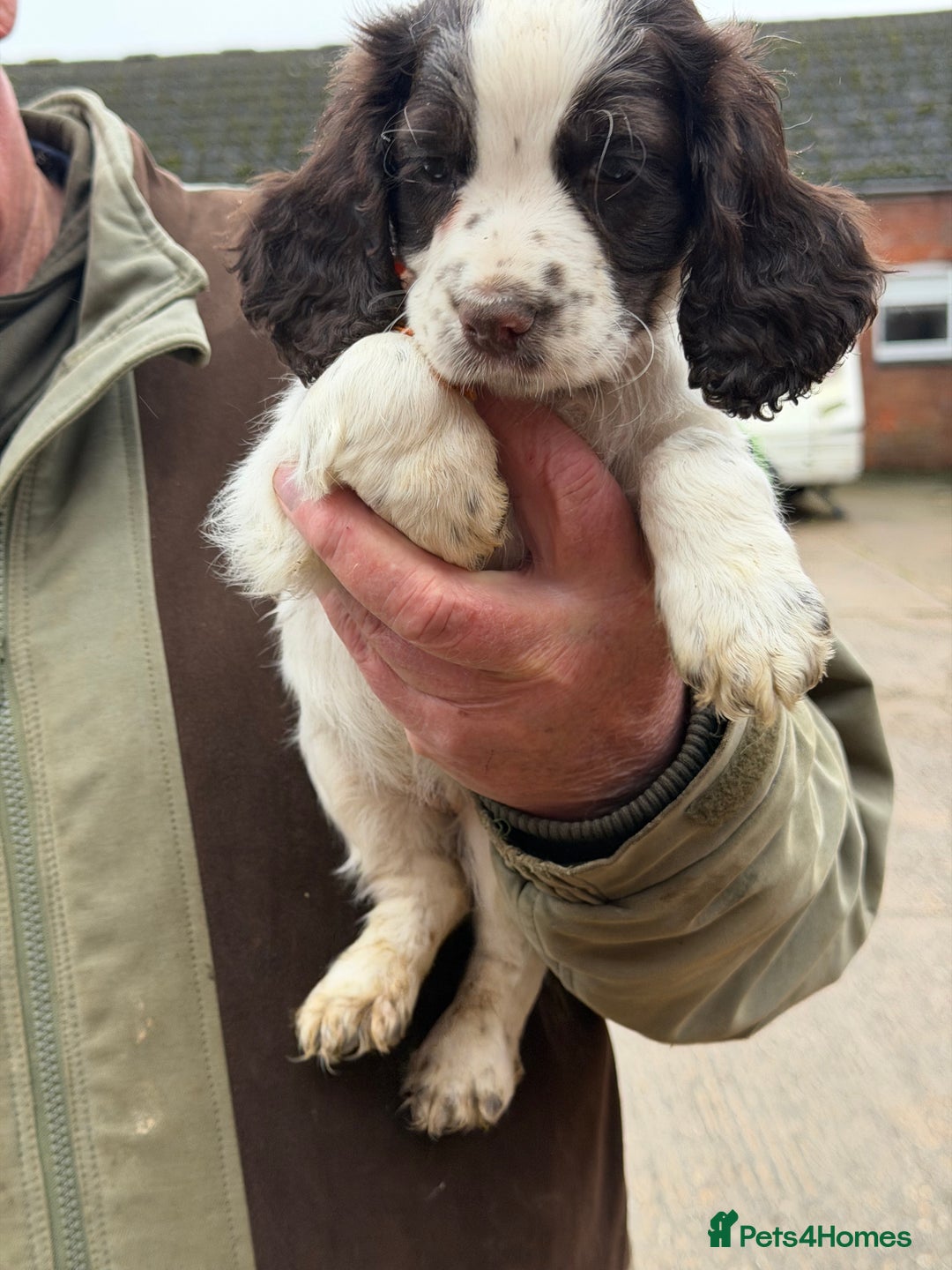 Cocker Spaniel dogs for sale: Working Cocker Spaniel Puppies - Advert 3