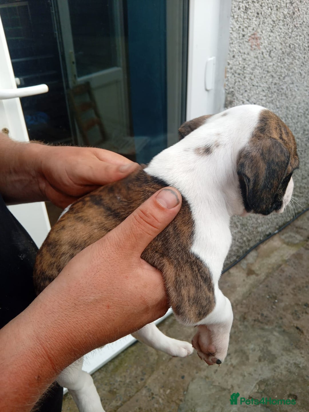 American Bulldog dogs for sale: Amercian Bulldog Pups 🐾  - Image 19