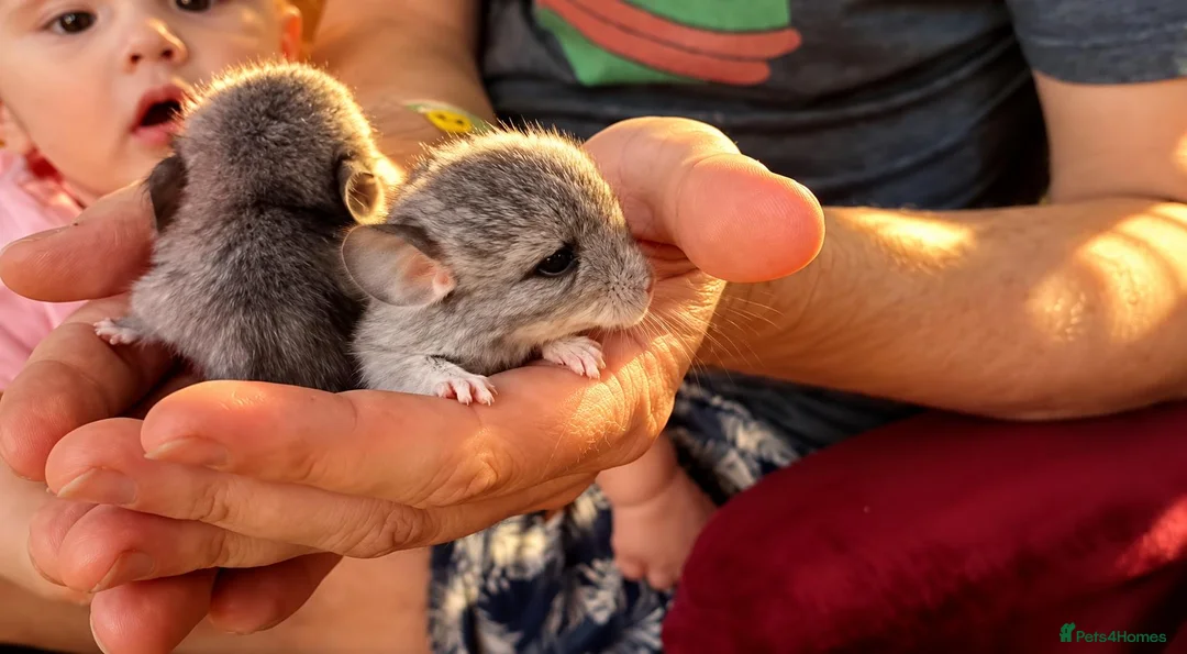 Chinchilla rodents for sale: 🐭💕Two Adorable Baby Chinchilla Boys 💕 - Advert 2