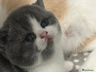 British Shorthair cats - Advert 15