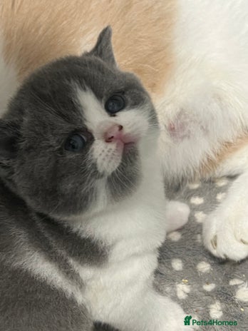 British Shorthair cats - Advert 13