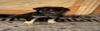 Pug 3