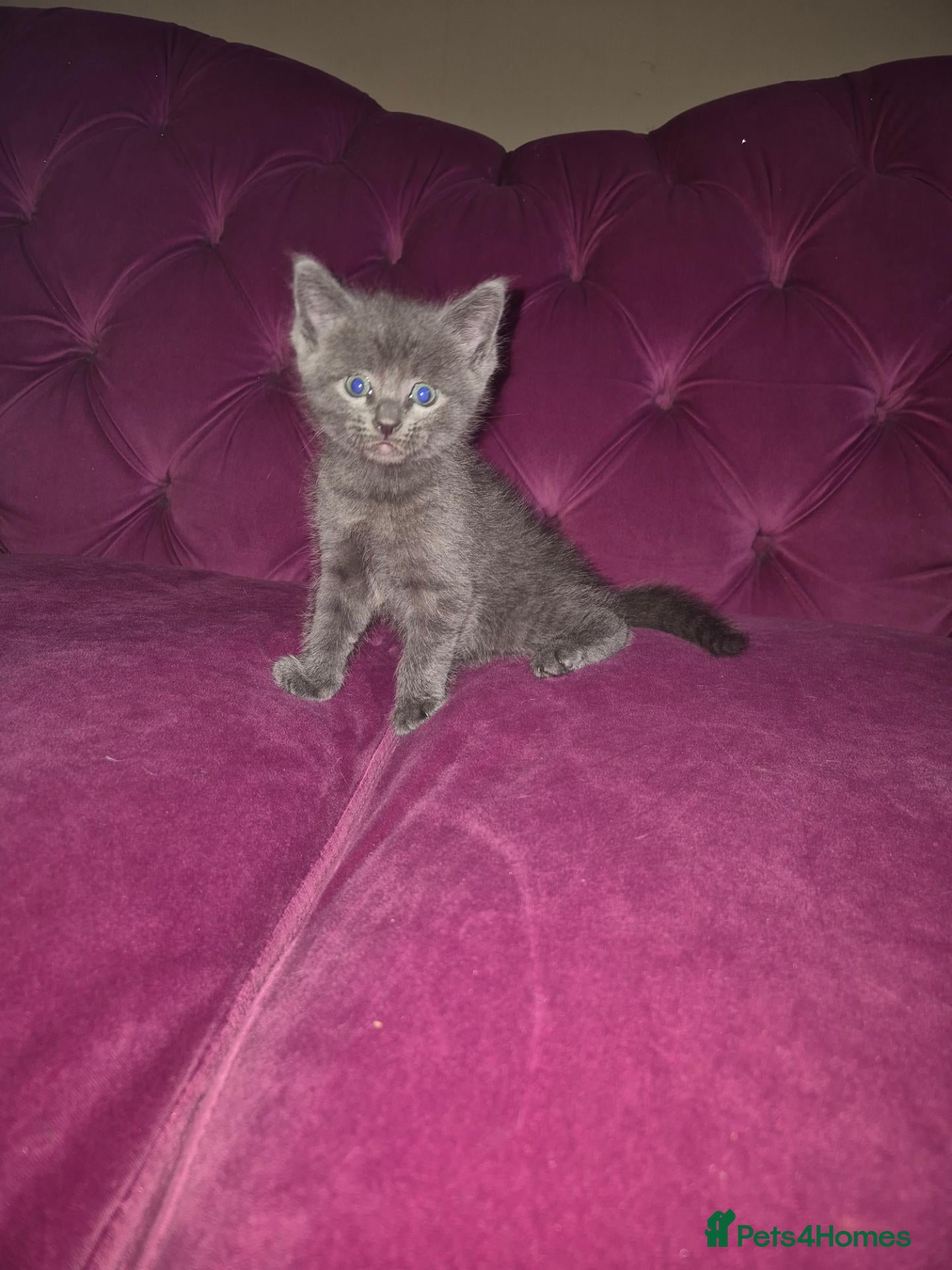 Mixed Breed cats 4 male kittens ready in 2 weeks - Advert 23