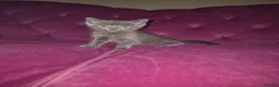 Mixed Breed cats for sale: 4 male kittens READY NOW - Advert 7