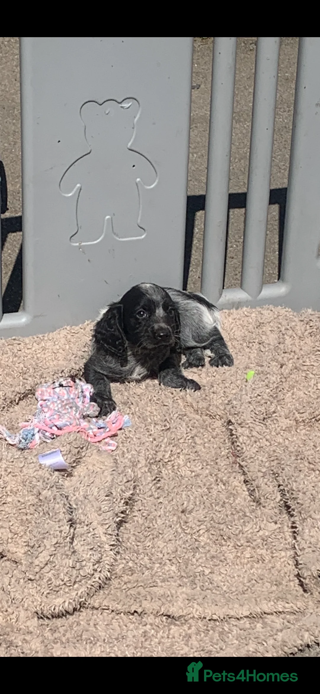 Cocker Spaniel dogs for sale: Blue Roan Cocker Spaniel  in Halifax - Advert 2
