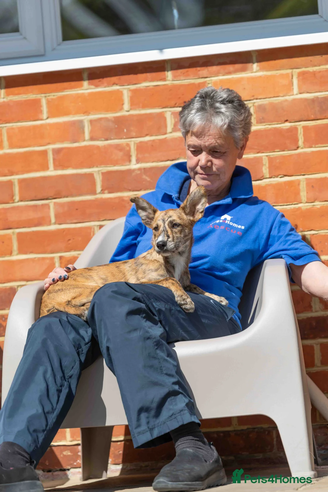 Mixed Breed dogs for adoption: Lovely Leah - Advert 28