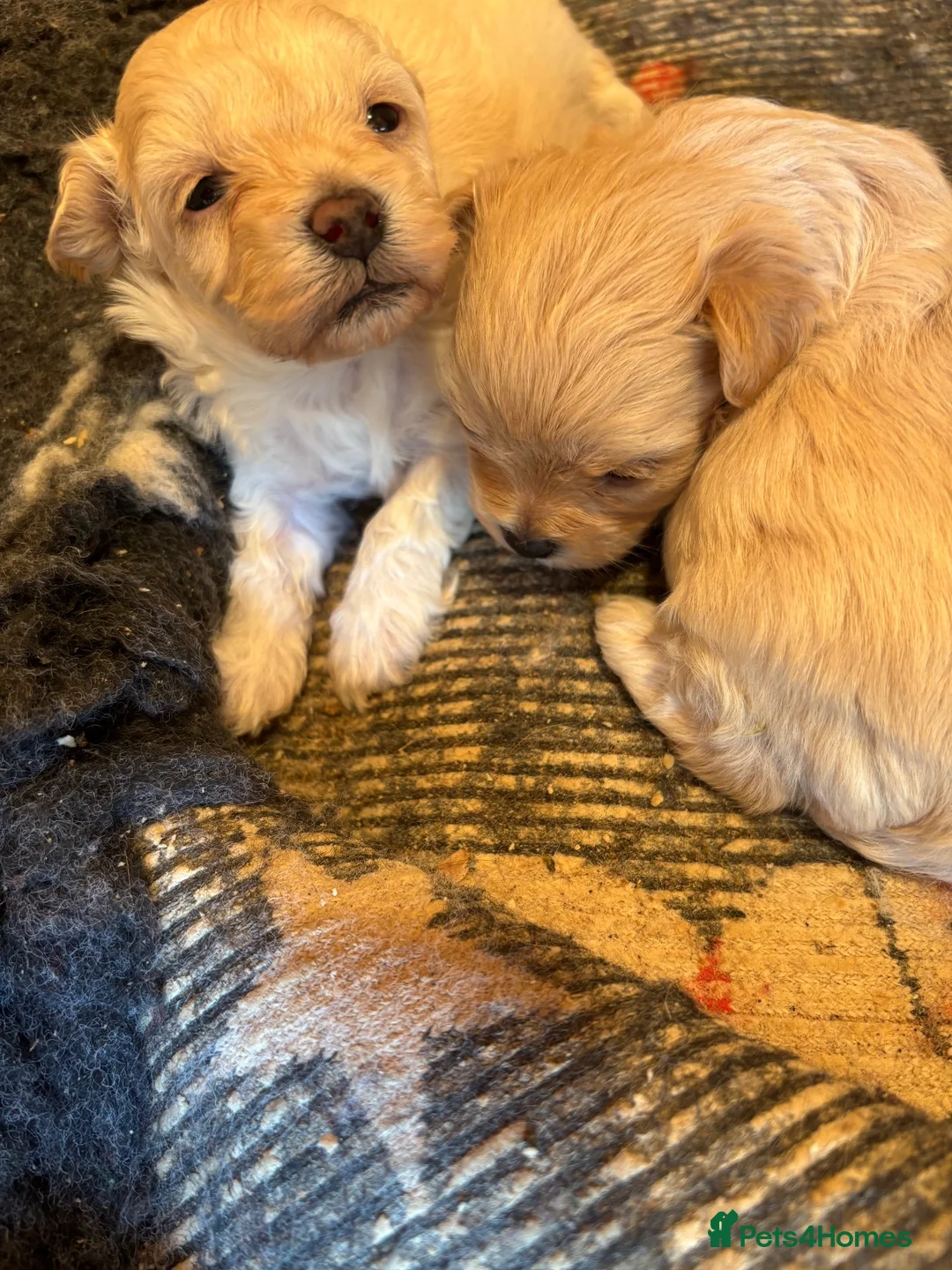 Maltipoo dogs for sale: F1 malltipoo - Advert 4