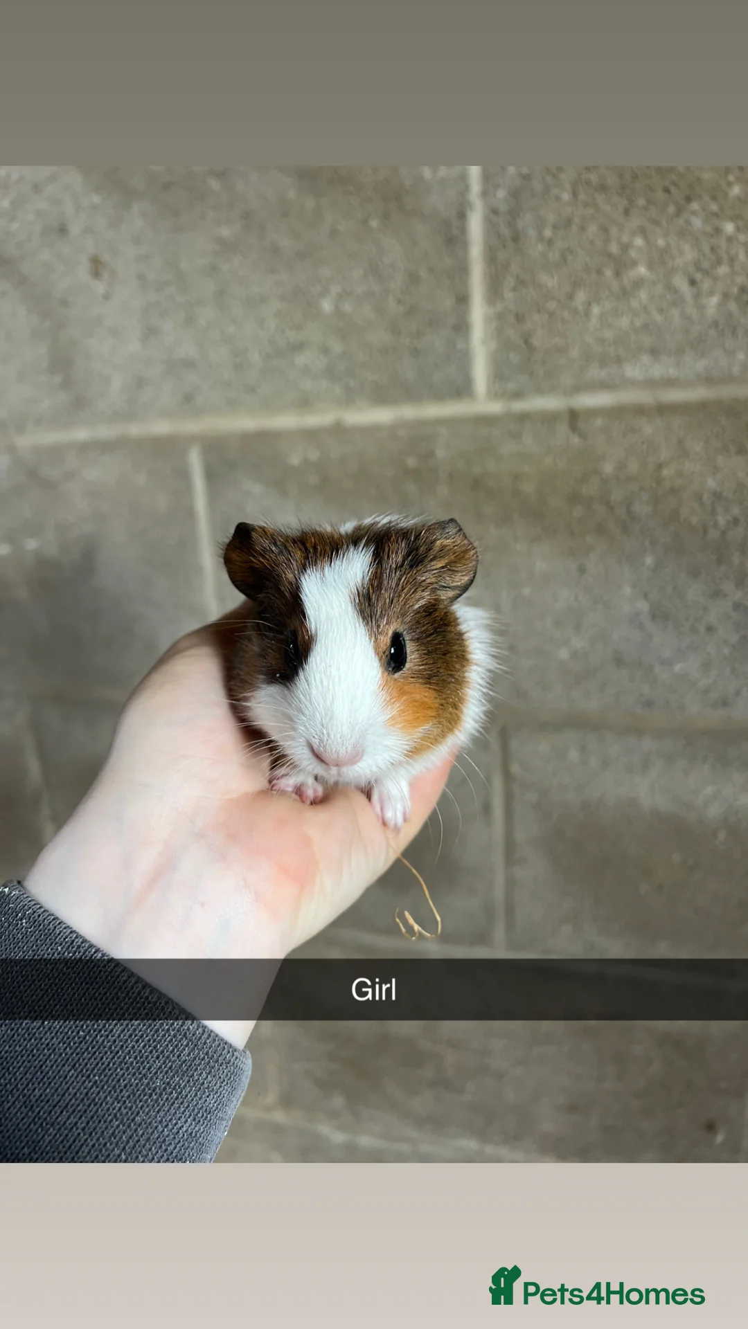 Guinea Pig rodents for sale: Lovely guinea pigs looking for their forever home  - Advert 1