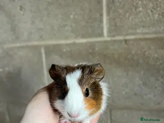 Guinea Pig rodents Lovely guinea pigs looking for their forever home - Advert 6
