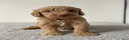 Cockapoo dogs for sale: Cockapoo Puppies  - Advert 31