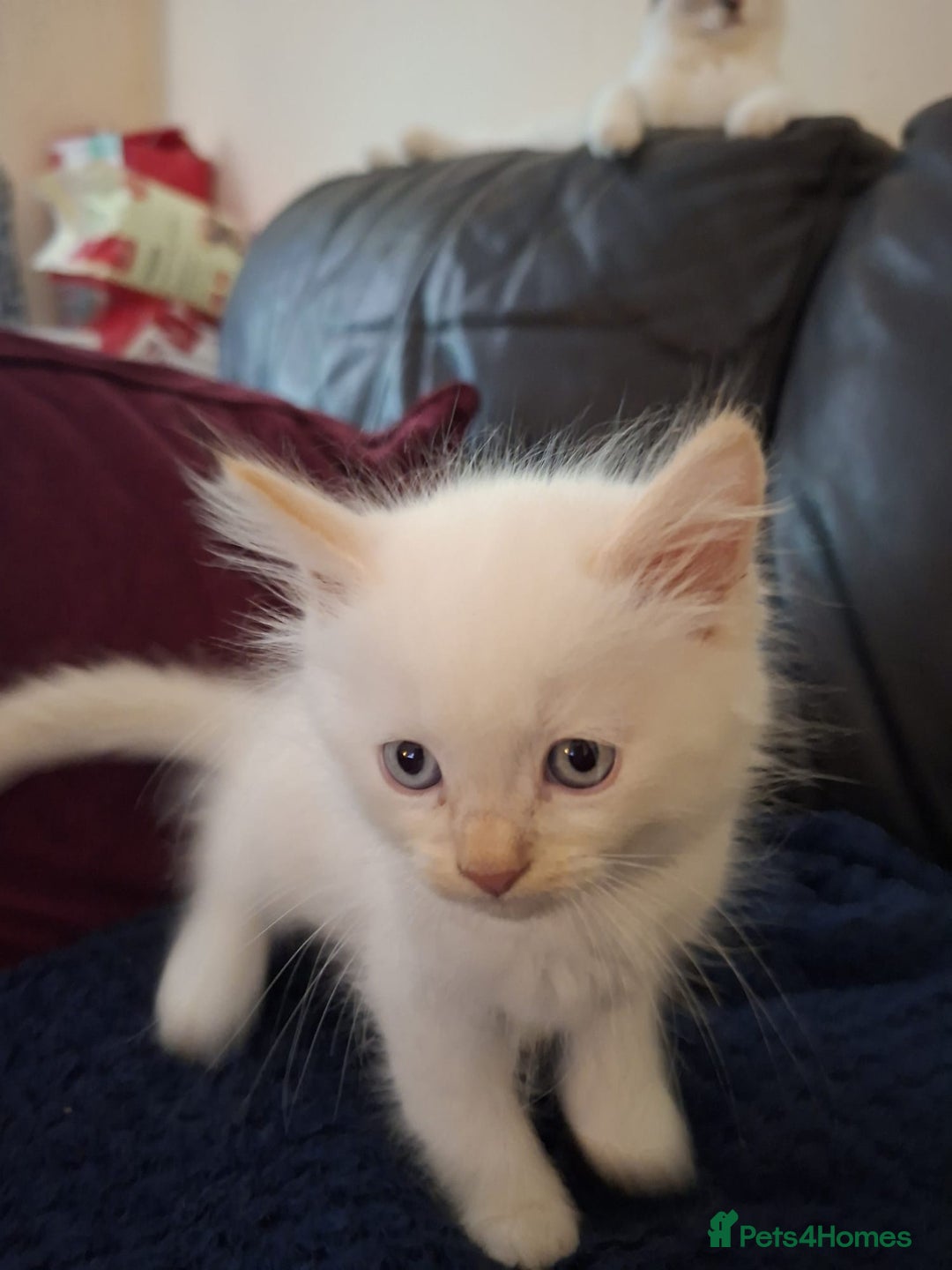 Ragdoll cats for sale: Beautiful Ragdoll x British long hair kittens  - Image 9